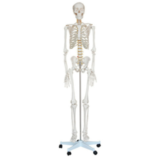 Life-Size Skeleton 180cm Tall