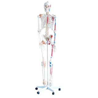 Skeleton with Muscles and Ligaments 180cm Tall