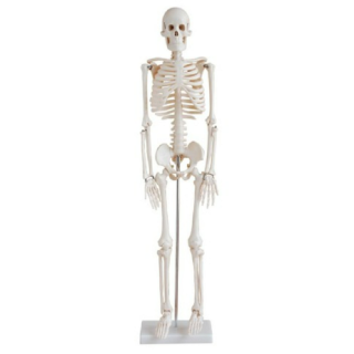 85cm Skeleton