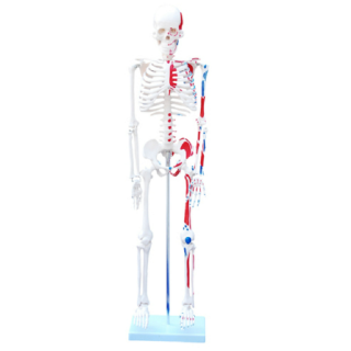 85cm Skeleton with Painted Muscles
