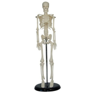 45CM Mini Skeleton