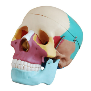 Life-Size Skull with Colored Bones