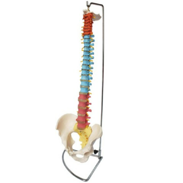 Didactic Vertebral Column with Pelvis