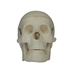 Miniature Plastic Skull