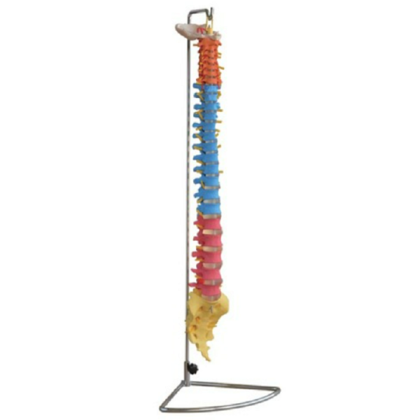 Didactic Vertebral Column