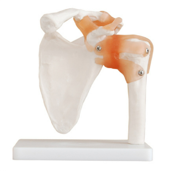 Life-Size Shoulder Joint