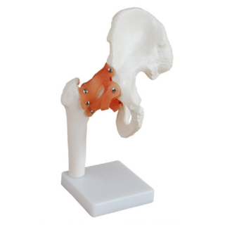 Life-Size Hip Joint