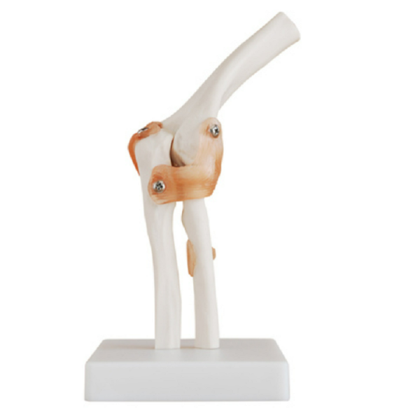 Life-Size Elbow Joint