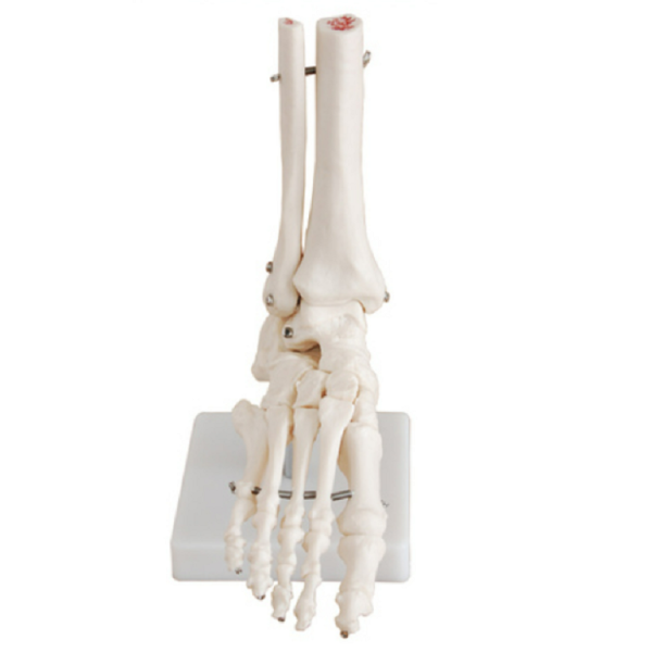 Life-Size Foot Joint