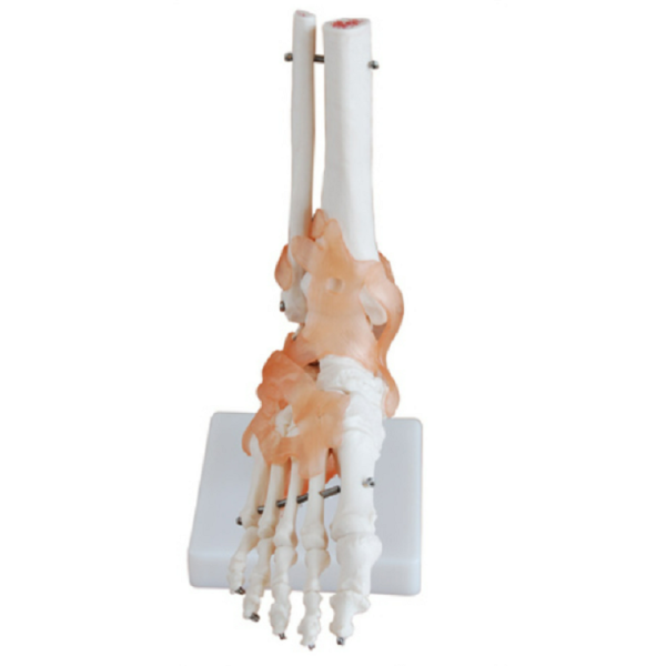 Life-Size Foot Joint with Ligaments