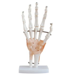 Life-Size Hand Joint with Ligaments