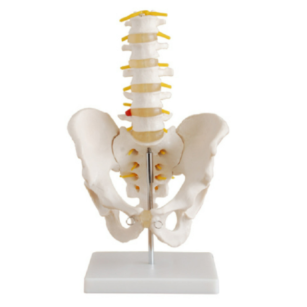 Life-Size Pelvis with 5pcs Lumbar Vertebrae