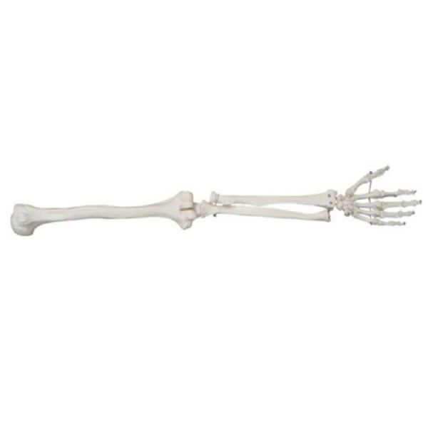 Life-Size Upper Extremity