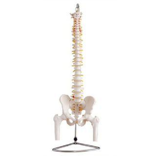Life-Size Vertebral Column with Pelvis and Femur Heads