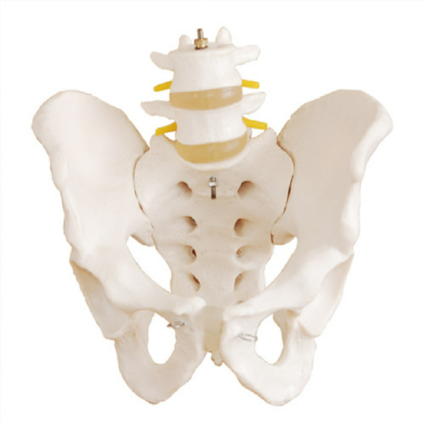 Life-Size Pelvis with 2pcs Lumbar Vertebrae