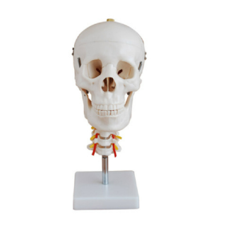 Skull with Cervical Spine