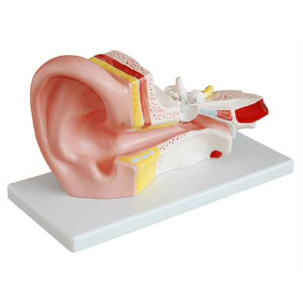 Middle Ear Model