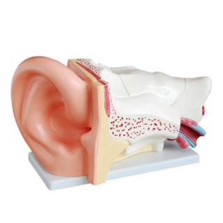 New Style Giant Ear Model