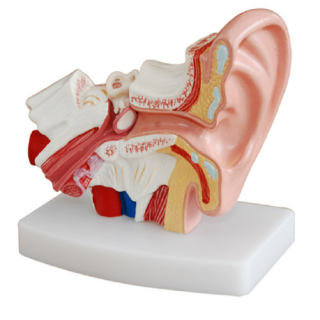 Desktop Ear Model