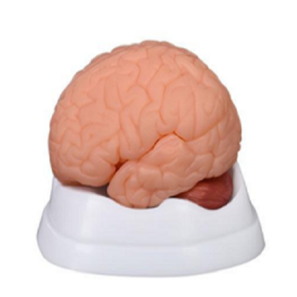 New Style Brain Model 9 Parts