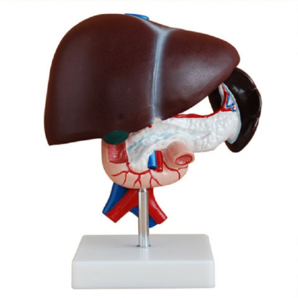 Liver Pancreas and Duodenum Model