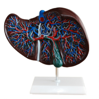 Liver Model