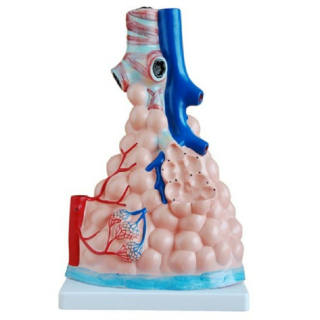 Magnified Pulmonary Alveoli Model