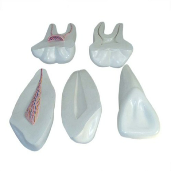 Expansion Model of Human Teeth