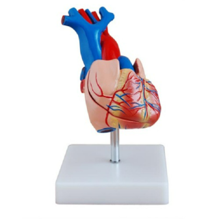 Life-Size Heart Model