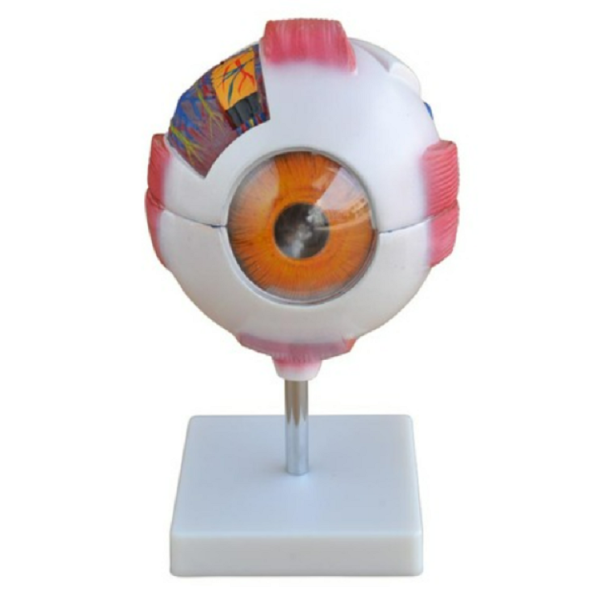 Giant Eye Model