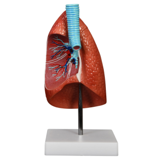 Lung Model 1 Part
