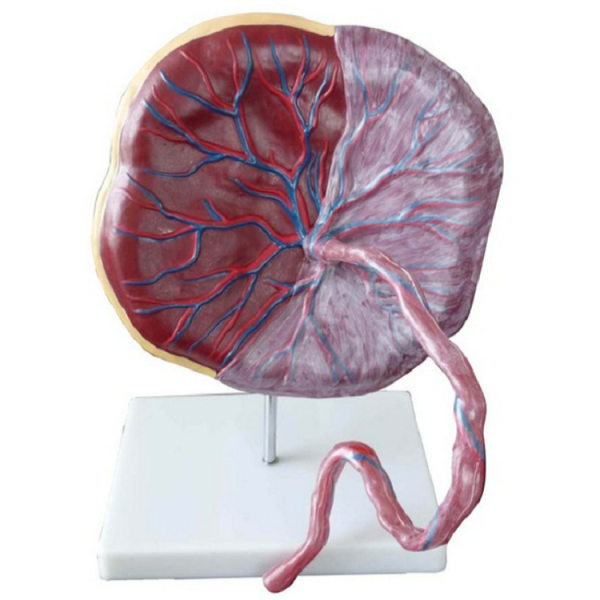 Placenta model