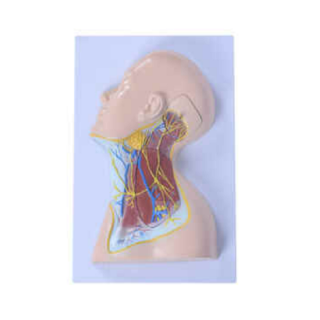 Nerves of Neck Region