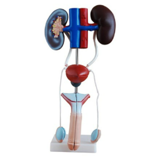 Male Urogenital System