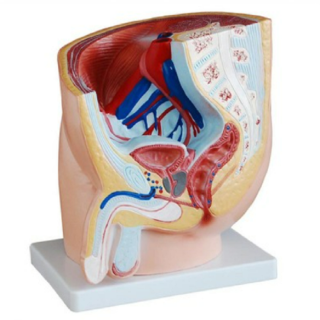 Human Male Pelvis Section 1 Part