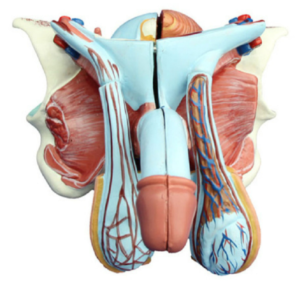 Male Genital Organ Model