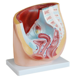 Human Female Pelvis Section 1 part