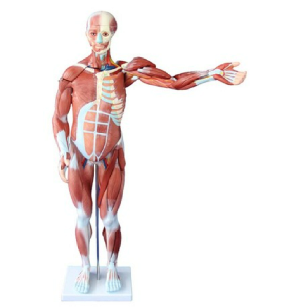 Human Muscle Model Male - 80Cm