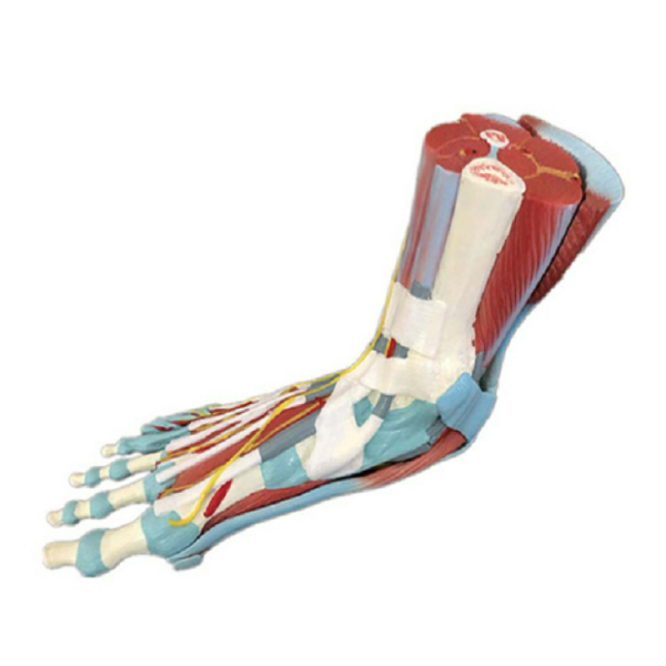 Human Muscle Foot Model