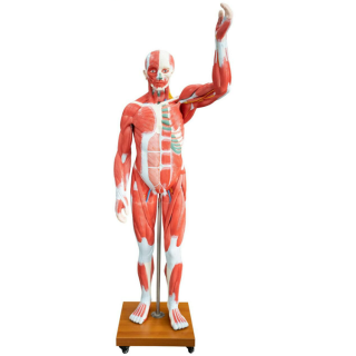 Life Size Human Muscle Model