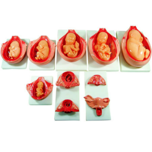 Development Process for Fetus