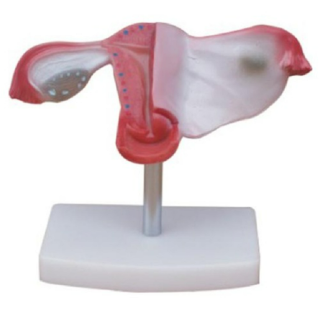 Natural Uterus Model