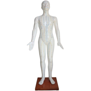 Acupuncture Model 178CM