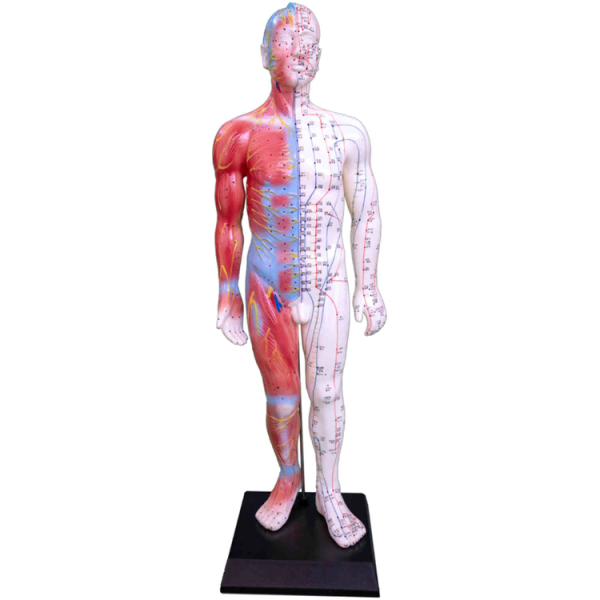 Acupuncture & Muscle Model 55CM Male