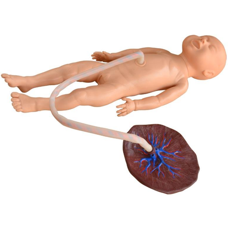 Advanced Neonate Umbilical Cord Nursing Model