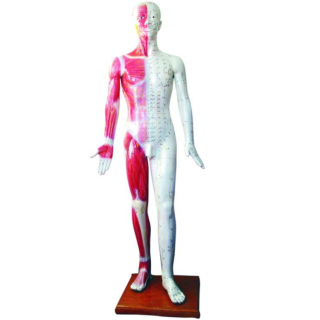 Deluxe Acupuncture Model 178CM