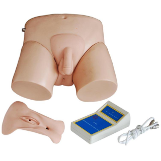 Electronic Urinary Model