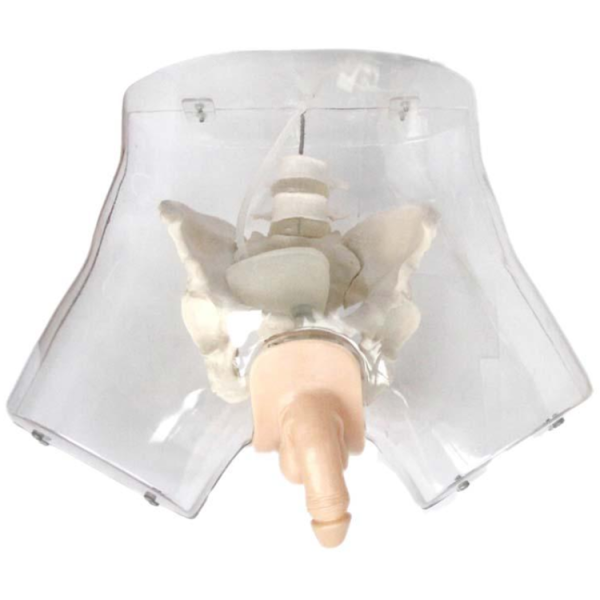 Transparent Male Urethral Catheterization Simulator