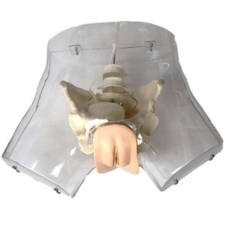 Transparent Female Urethral Catheterization Simulator