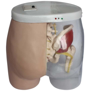 Intramuscular Injection Model